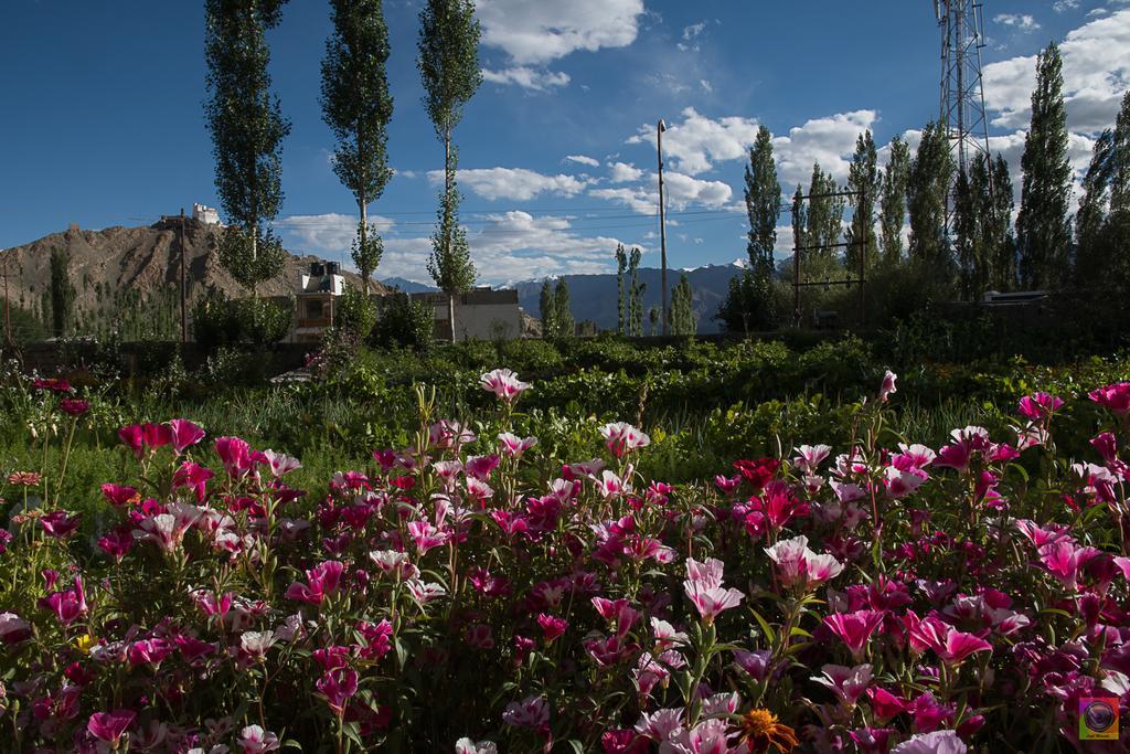 Hotel Shaolin Ladakh Léh Exteriér fotografie